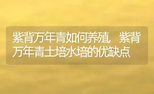 紫背万年青如何养殖,紫背万年青土培水培的优缺点 | 养殖常见问题