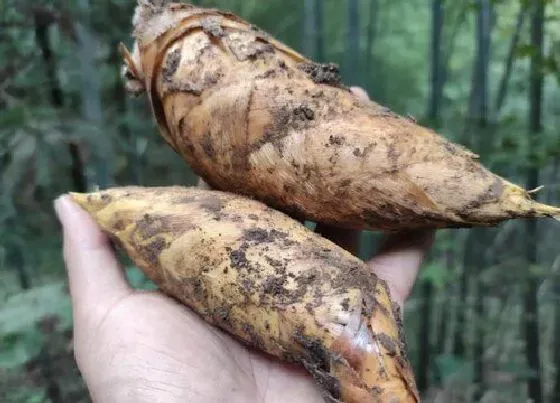 植物常识问题|挖冬笋的技巧和方法 怎样找冬笋技巧绝招(老经验)