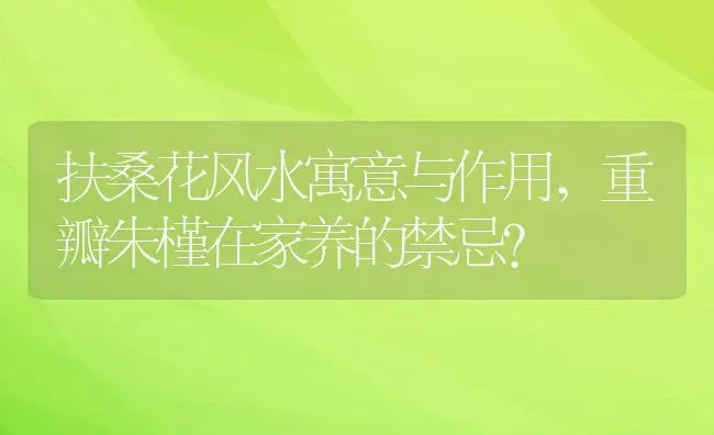 扶桑花风水寓意与作用,重瓣朱槿在家养的禁忌？ | 养殖常见问题