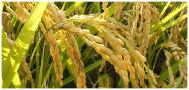 水稻封闭用什么除草剂 | 生活常识
