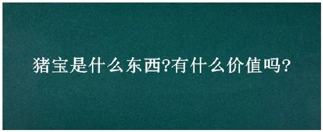 猪宝是什么东西?有什么价值吗? | 农业问题