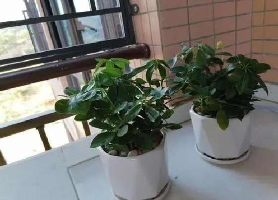 植物常识问题|家里种的十大吉树 家里种哪些树吉利