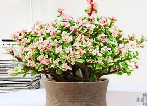 植物常识问题|金枝玉叶怎么养分分钟爆盆