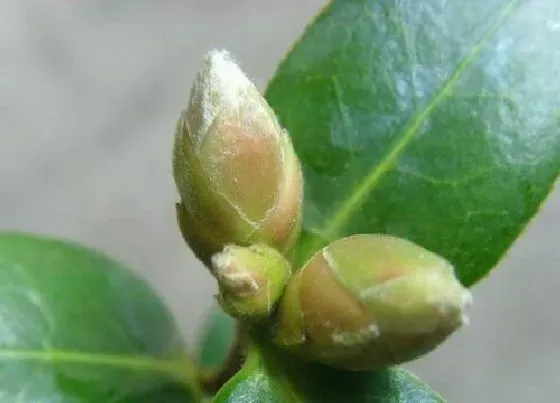 植物常识问题|茶花哪些芽需要及时剪掉