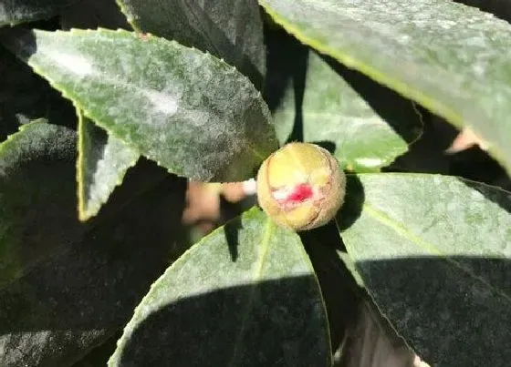 植物常识问题|四季茶花叶子干枯是什么原因（茶花叶子干尖枯枝问题处理）