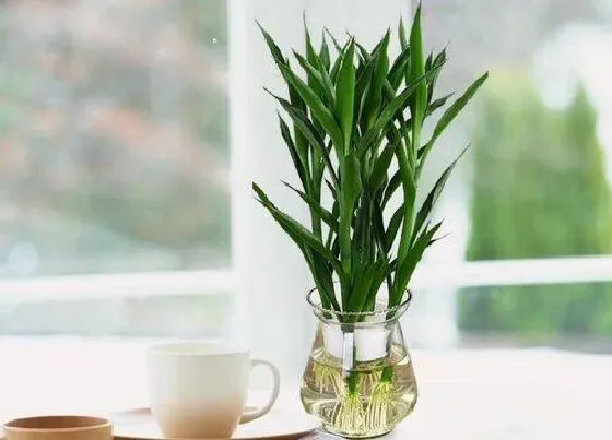 植物常识问题|富贵竹水培出现烂根现象的原因
