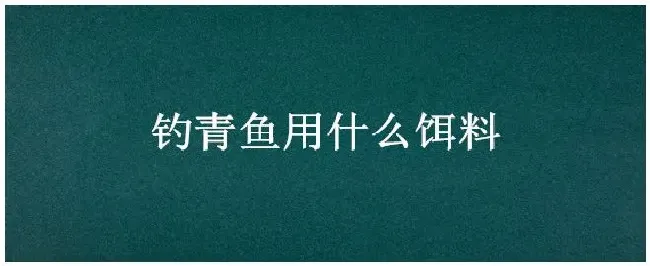 钓青鱼用什么饵料 | 三农问答