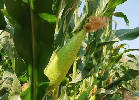 植物常识问题|玉米钻心虫怎么防治效果好（玉米钻心虫比较严重打什么药）