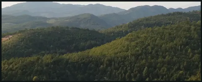 水蛇苗多少钱一斤 | 生活常识