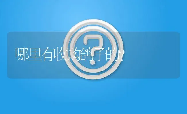 哪里有收购鸽子的? | 养殖问题解答