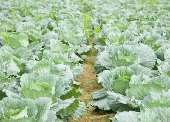 植物常识问题|蔬菜种植时如何预防干热风（露天栽种蔬菜防治干热风方法）