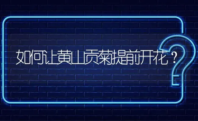 如何让黄山贡菊提前开花? | 养殖问题解答