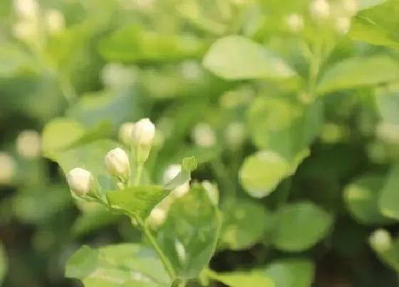 植物常识问题|栀子花和茉莉哪个适合家里养 哪个更适合室内养