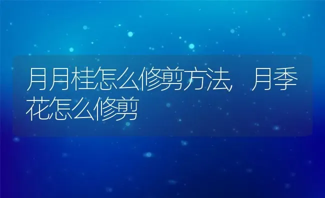 月月桂怎么修剪方法,月季花怎么修剪 | 养殖常见问题