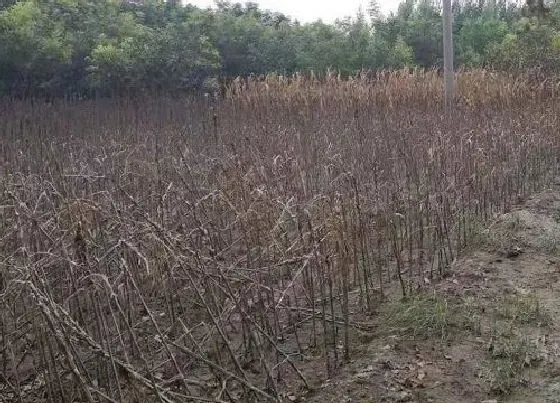 植物常识问题|洪水对植物的影响 大量降水对农作物生长影响大