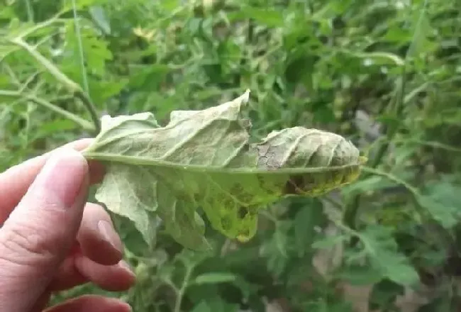 植物常识问题|西红柿卷叶是什么原因造成的（叶子卷起来了是什么病）