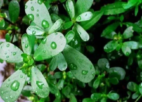 植物常识问题|马齿苋一年四季都可以种植吗 马齿苋什么时候种植最好