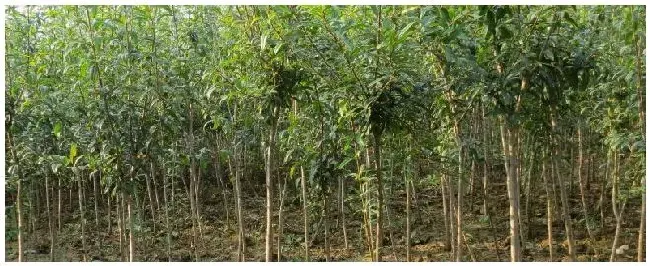 草铵膦对树木有影响吗 | 农业答疑