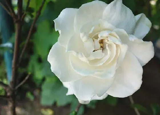 植物常识问题|秋季栀子花怎么修剪轻松爆盆开花快