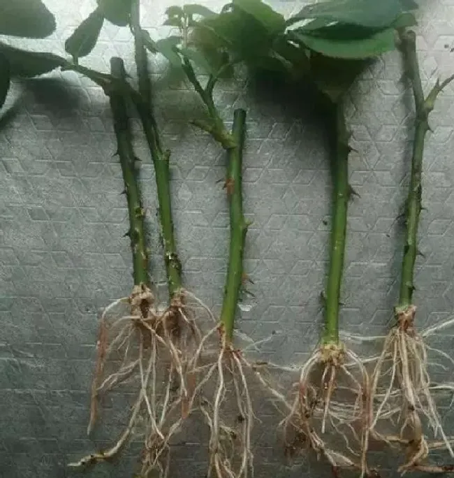 植物常识问题|月季花什么时候扦插好活（几月份扦插月季生根快成活率高）