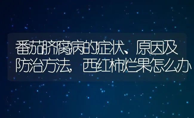 番茄脐腐病的症状、原因及防治方法,西红柿烂果怎么办 | 养殖常见问题