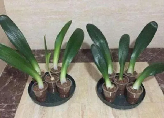 植物常识问题|夏季养君子兰需要警惕什么
