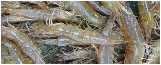 青虾亩产量多少斤 | 农业常识