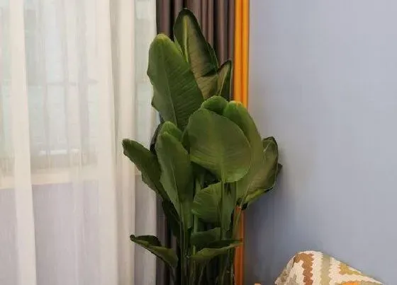 植物常识问题|鹤望兰怎么养护长得旺