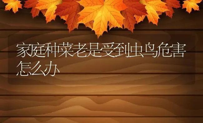 家庭种菜老是受到虫鸟危害怎么办 | 养殖常见问题