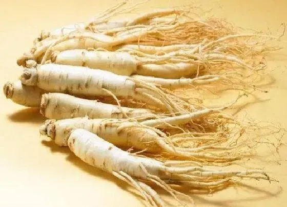 植物常识问题|人参是热性还是凉性