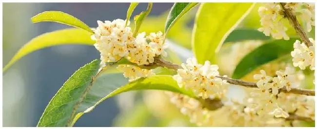 桂花的特点和颜色外形 | 农业常识
