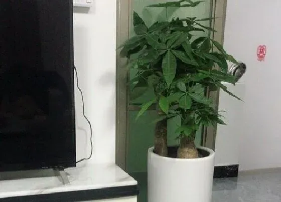 植物常识问题|发财树黄叶烂叶是什么原因造成的