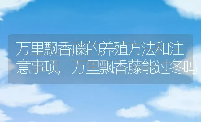 万里飘香藤的养殖方法和注意事项,万里飘香藤能过冬吗 | 养殖常见问题