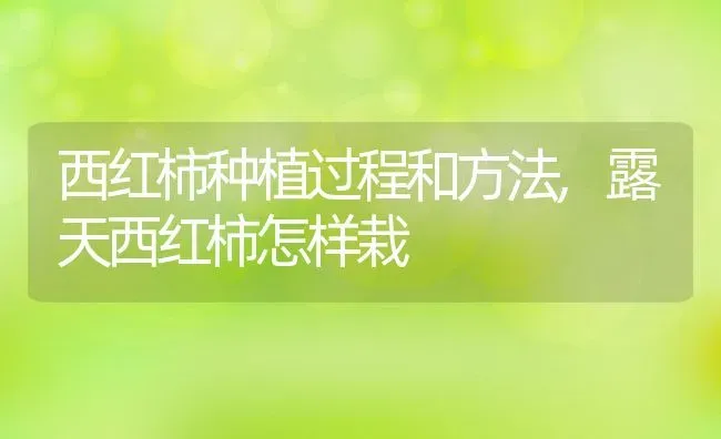 西红柿种植过程和方法,露天西红柿怎样栽 | 养殖常见问题