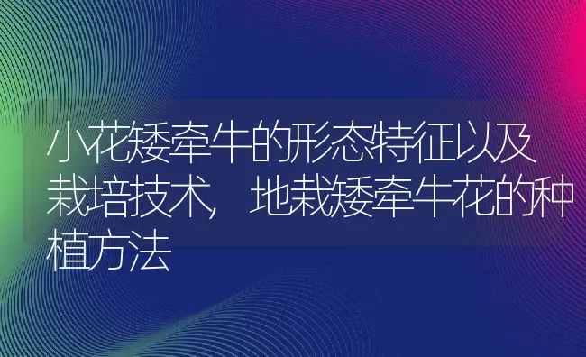 小花矮牵牛的形态特征以及栽培技术,地栽矮牵牛花的种植方法 | 养殖常见问题