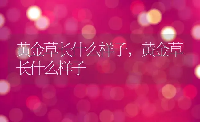 黄金草长什么样子,黄金草长什么样子 | 养殖常见问题
