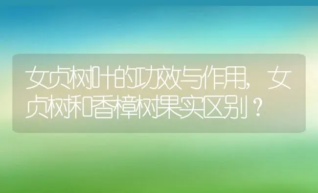 女贞树叶的功效与作用,女贞树和香樟树果实区别？ | 养殖常见问题