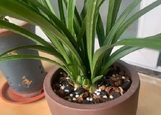 植物常识问题|兰花喷施叶面肥需要注意哪些问题