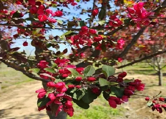 植物常识问题|十大开花最香的树图片 什么树开花又好看漂亮又香