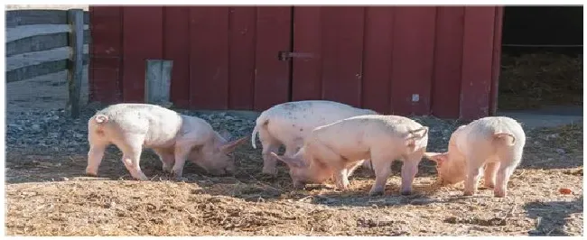 中草药养猪最佳配方 | 科普知识