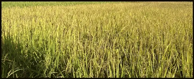 有机水稻的种植技术 | 农业答疑
