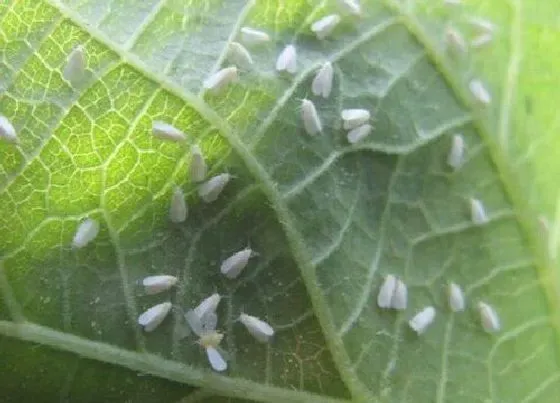 植物常识问题|植物感染白粉虱以后该怎么解决处理