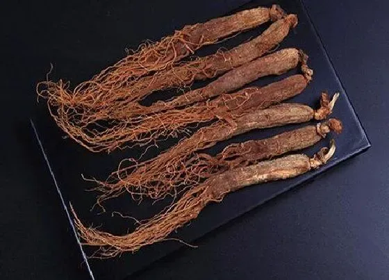 植物常识问题|人参是热性还是凉性