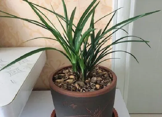 植物常识问题|兰花喷施叶面肥需要注意哪些问题