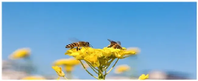 分蜂季节每年几月份 | 三农问答