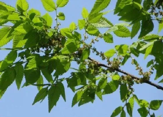 植物常识问题|门前有树的风水好不好 大门前种树对风水的影响及禁忌