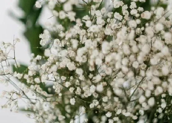 植物常识问题|白色满天星的花语是什么意思