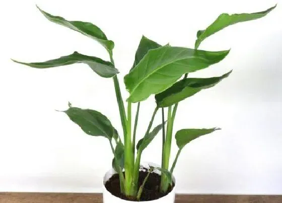 植物常识问题|鹤望兰怎么养护长得旺