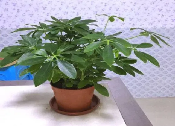 植物常识问题|鸭掌木是如何扦插和养护的