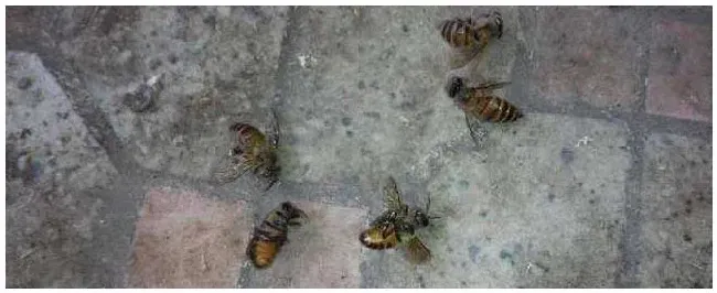 蜜蜂爬蜂病有啥特效药？ | 三农问答